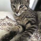 Photo de chat perdu à Saint Jean De Moirans