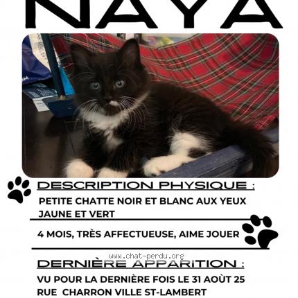 Photo 1/1 Naya Chat perdu à Lemoyne