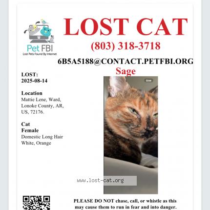 Photo 1/1 Sage Chat perdu à Ward