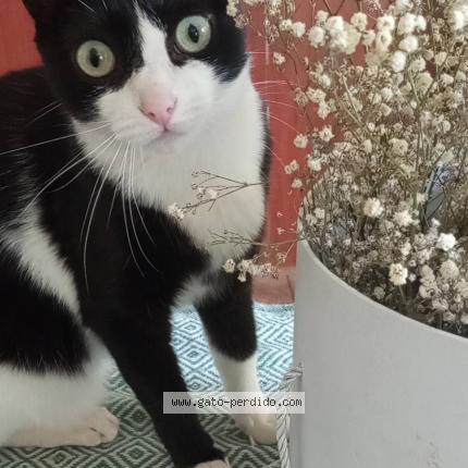 Photo 1/1 Lola Chat perdu à San miguel