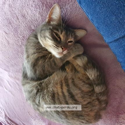 Photo 1/1 Chat retrouvé Perdu à Ferrieres