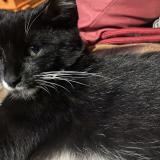 Photo de chat perdu à Addison