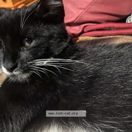 Photo 1/1 Mynk Chat perdu à Addison