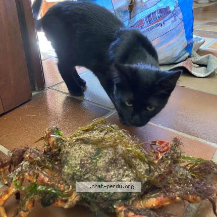 Photo 1/1 Mamdou Chat perdu à Plouzane