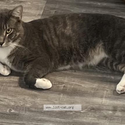 Photo 1/1 Robin Chat perdu à Raleigh