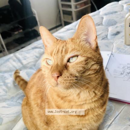 Photo 1/1 Simba Chat perdu à Bethpage