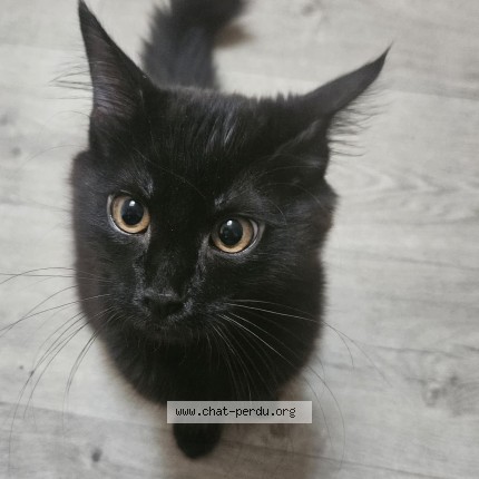 Photo de chat perdu à Chabeuil