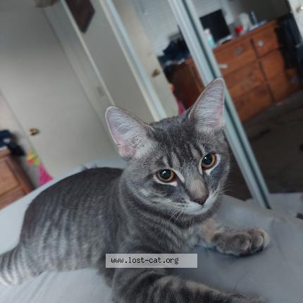 Photo 1/1 Star Chat perdu à Paso robles