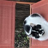 Photo de chat perdu à Les Adrets
