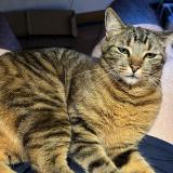 Photo de chat perdu à Saint Ismier