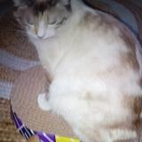 Photo de chat perdu à Charvieu Chavagnieux