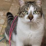 Photo de chat perdu à Servian