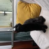 Photo de chat perdu à Montpellier