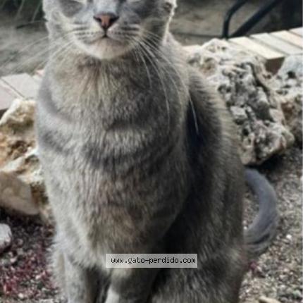 Photo 1/1 Rafael Chat perdu à Majadahonda