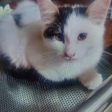 Photo de chat perdu à Fresno