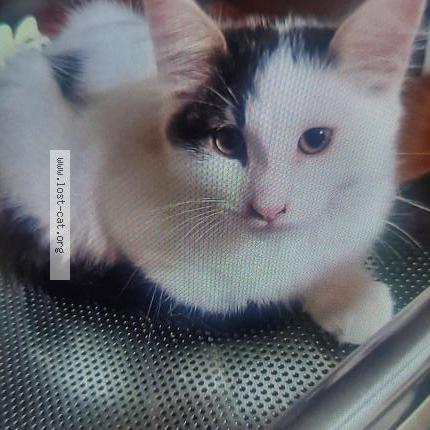 Photo 1/1 PEARL Chat perdu à Fresno