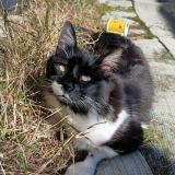 Photo de chat retrouvé à Chiguayante