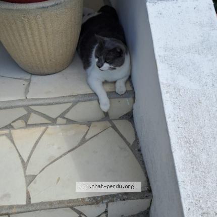 Photo de chat perdu à Arsac