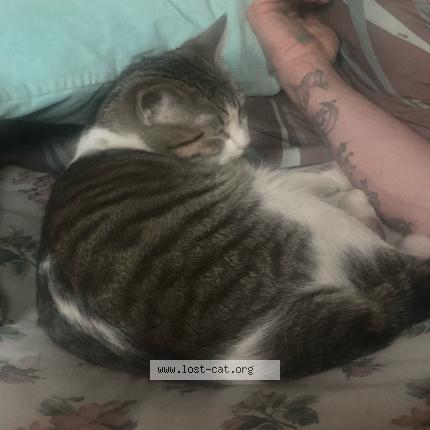 Photo 1/1 Skitz Chat perdu à Anchor point