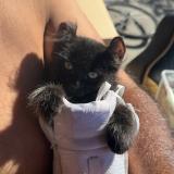 Photo de chat perdu à Hawthorne