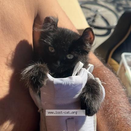 Photo 1/1 Choco Chat perdu à Hawthorne