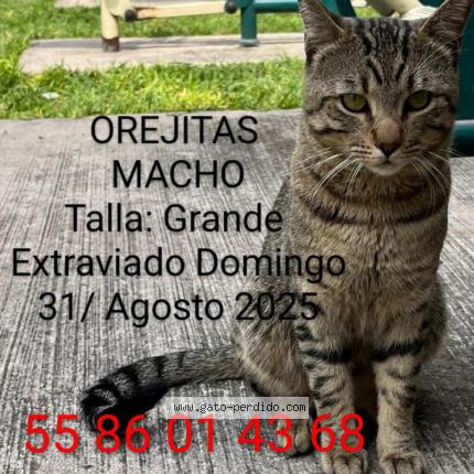 Photo 1/1 Orejitas Oliver Chat perdu à Cdmx