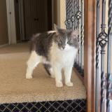 Photo de chat perdu à Kansas City