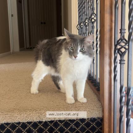 Photo 1/1 Silver Chat perdu à Kansas city