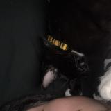 Photo de chat perdu à Portland