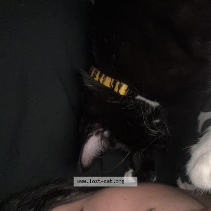 Photo 1/1 Toby Chat perdu à Portland