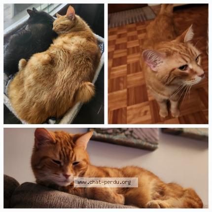 Photo 1/1 Rouky Chat perdu à Henryville