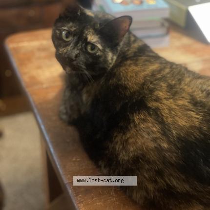 Photo 1/1 Paisley Chat perdu à Stokesdale