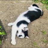 Photo de chat perdu à Franksville