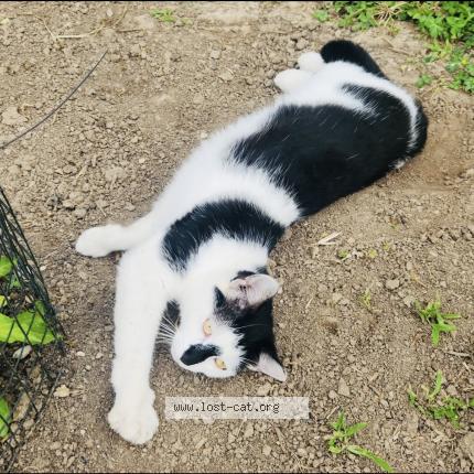 Photo 1/1 Masha Chat perdu à Franksville