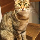 Photo de chat perdu à Leyrieu