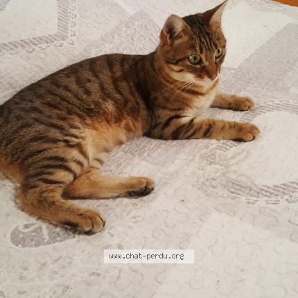 Photo 2/2 &Eacute;meraude Chat perdu à Leyrieu