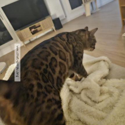 Photo 1/1 Shadow Chat perdu à Tours