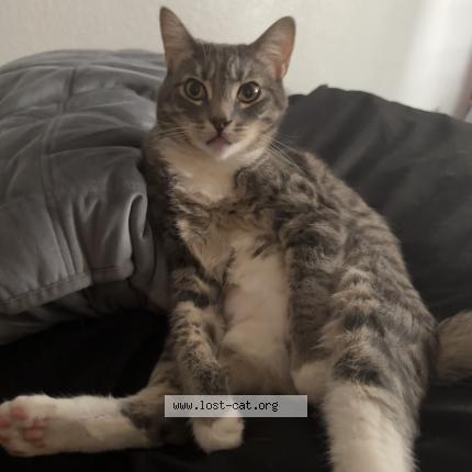 Photo 1/1 Boots Chat perdu à Aurora