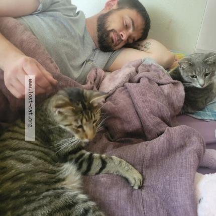 Photo 1/1 Damien Chat perdu à Blue springs