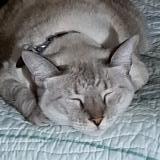 Photo de chat perdu à Palatka