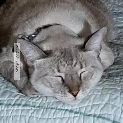 Photo 1/1 Moon Chat perdu à Palatka