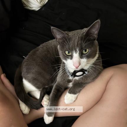 Photo 1/1 Gucci Chat perdu à Diamond bar