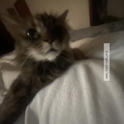 Photo 1/1 Bella Chat perdu à Norcross