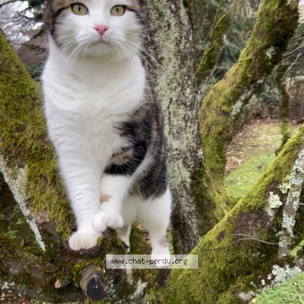 Moumoune