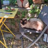 Photo de chat perdu à St Jean De Cornies