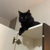 Photo de chat perdu à Pezenas