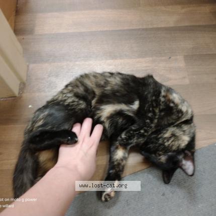 Photo 1/1 Gypsy Chat perdu à Columbus