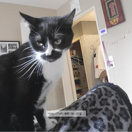 Photo 1/1 Princesse Chat perdu à Beuvry