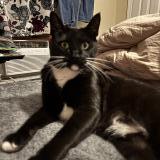 Photo de chat perdu à Palm Bay