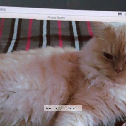 Photo 1/1 Saifu Chat perdu à Bangalore